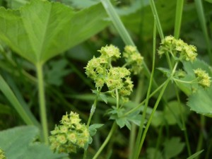 beskid wyspowy 56 (1)